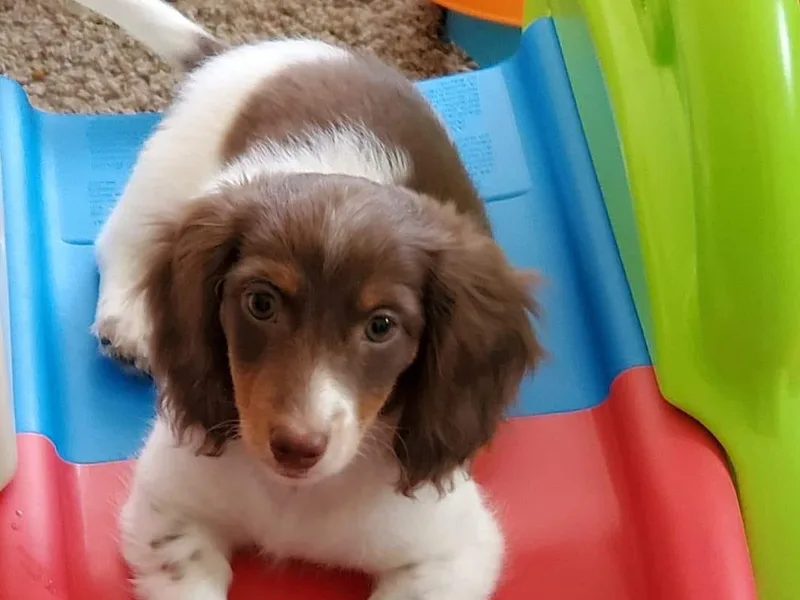 Beckey's Teenie Weenies