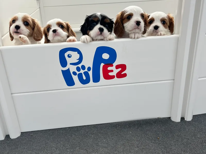 Becks Cavalier Puppies