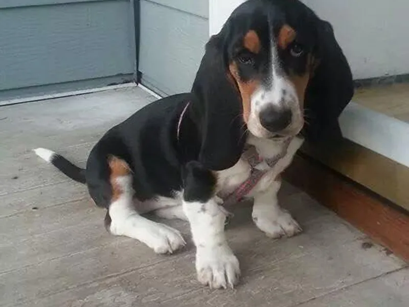 Beckstrom’s Family Bassets