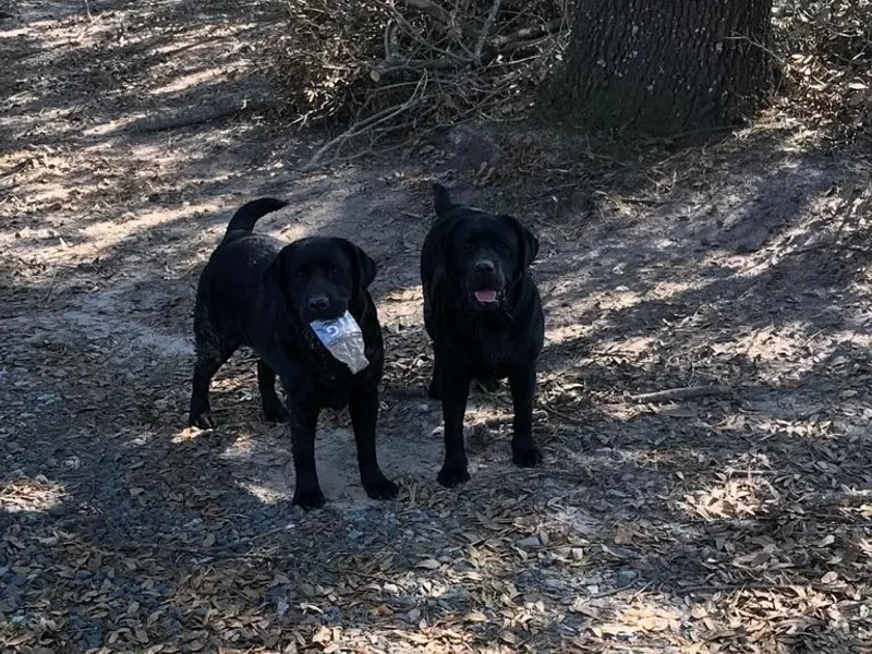 Beckwith Creek Labradors