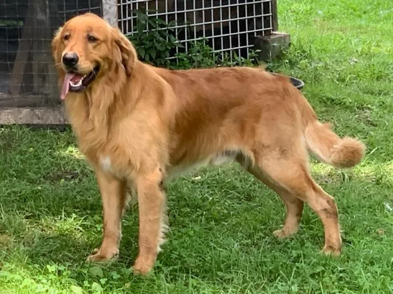 Becky Carroll's Golden Retrievers