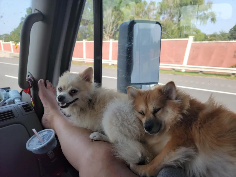 Becky Dorman's Pomeranians