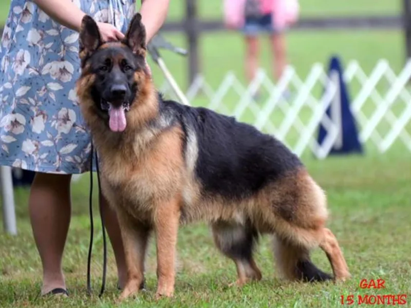 Becky Fleming's German Shepherds