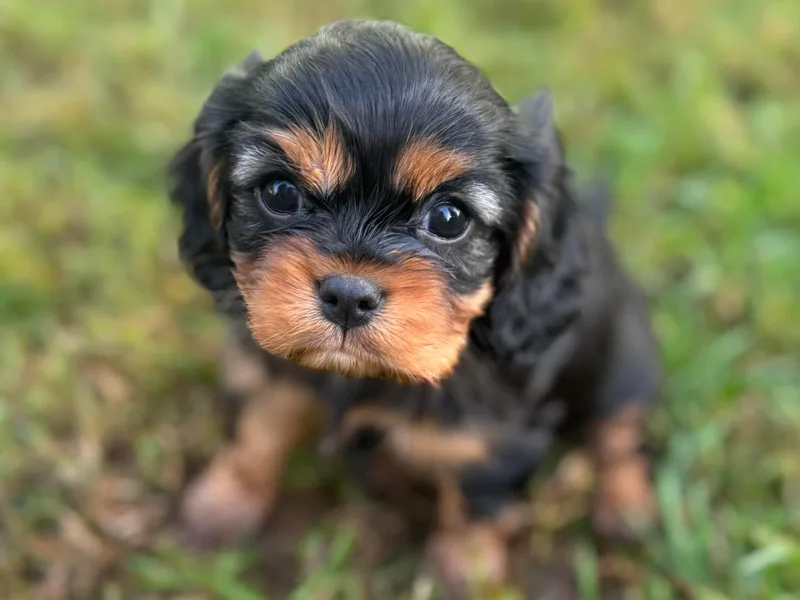 Becky's Cavalier King Charles Spaniels