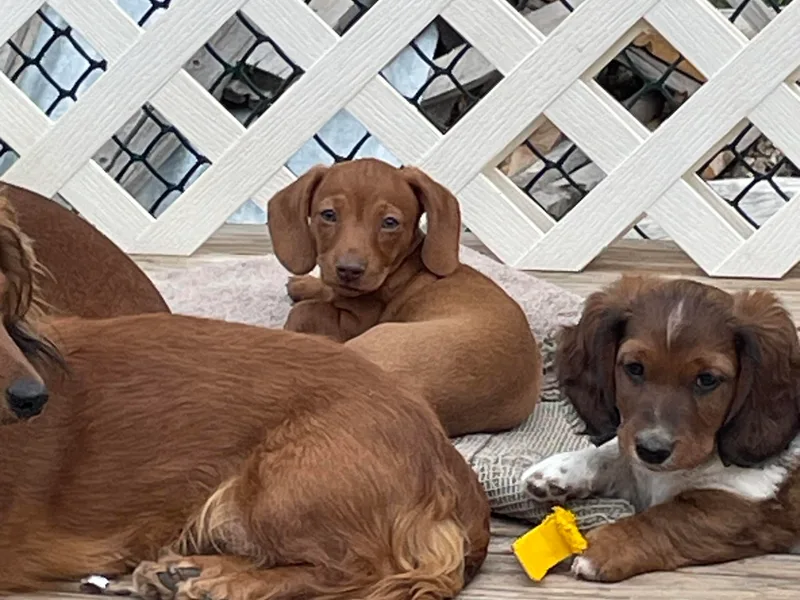Becky's Dachshunds
