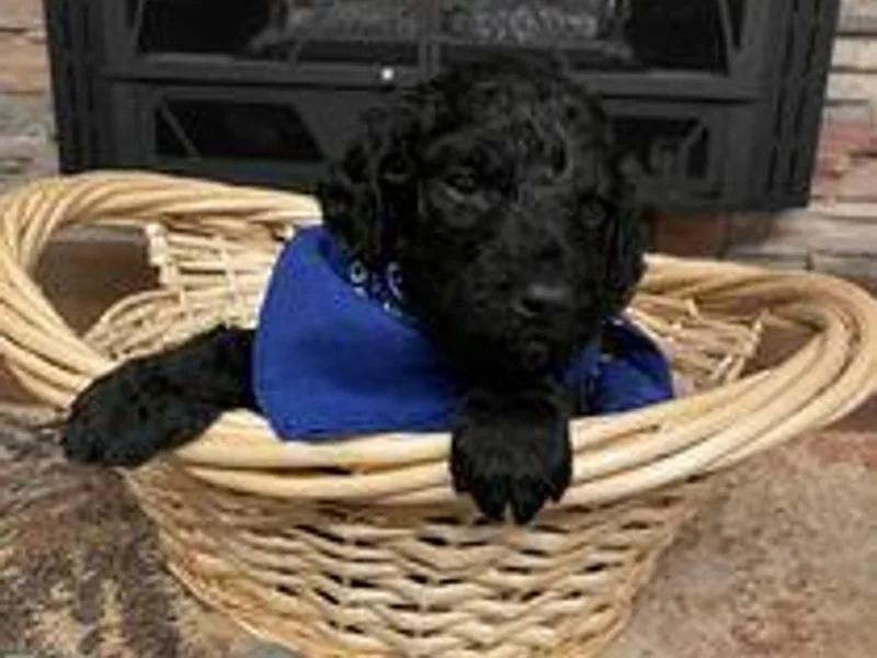 Becky’s Doodle dynasty