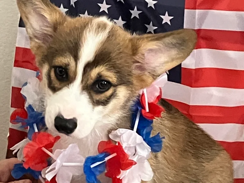 Becky's Pembroke Welsh Corgis