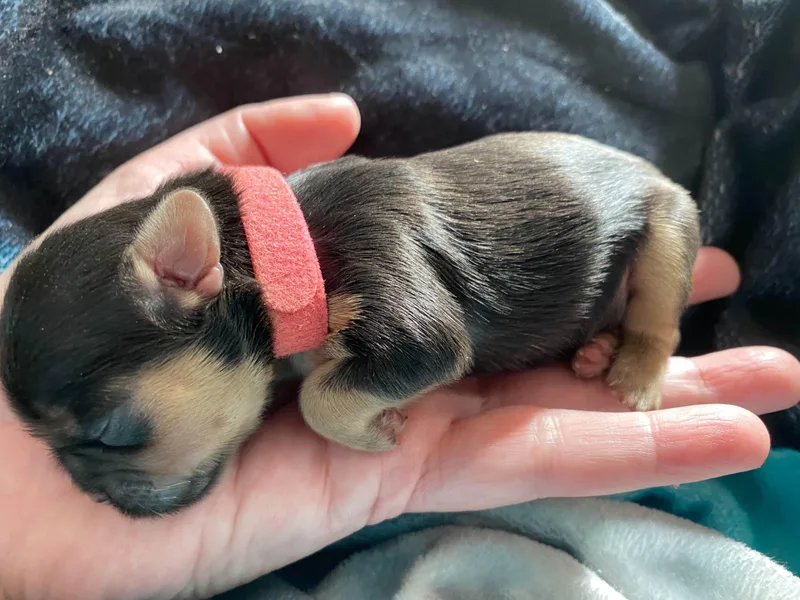 Becraft's Shih Tzu of Valhalla