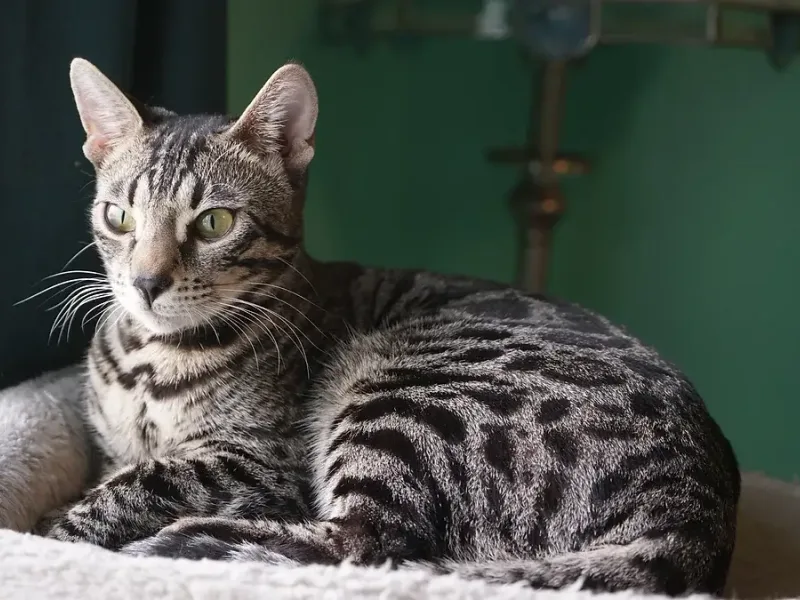 BedazzledBengal
