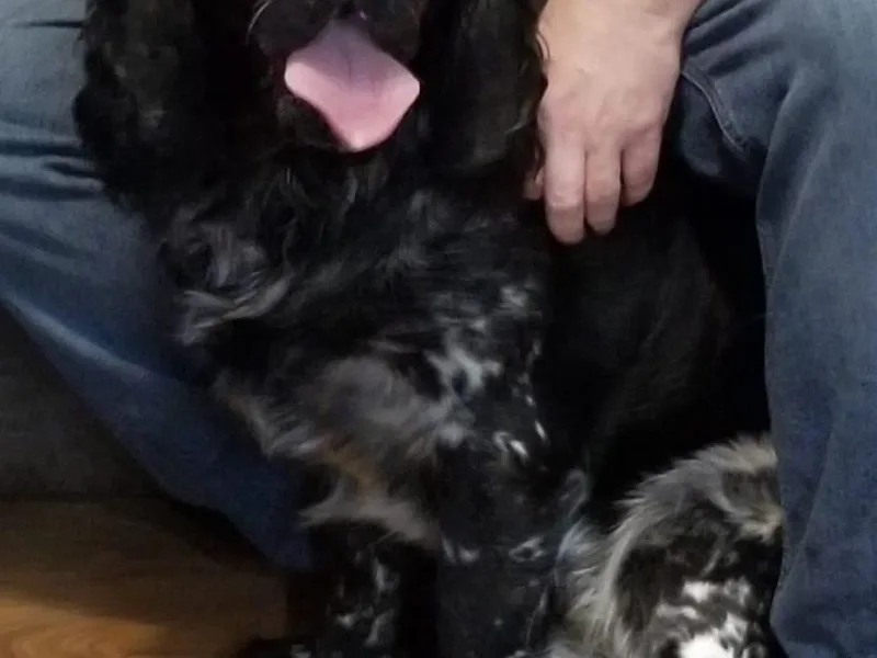 Bedell's Riverdog Run