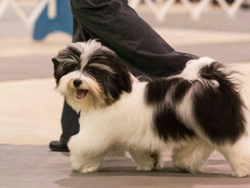 Bedlem Havanese