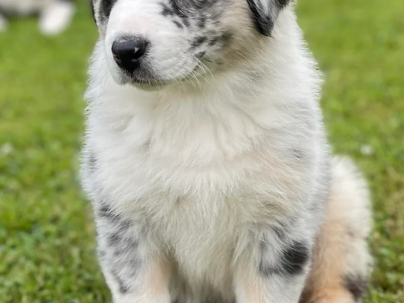 Bedtime Story Australian Shepherds