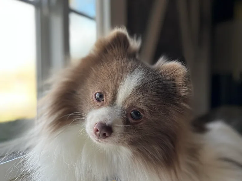 Bee Mine Maltipoos and Pomeranians