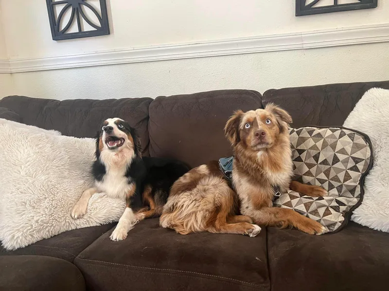 Bee Positive Mini Aussies 🐝