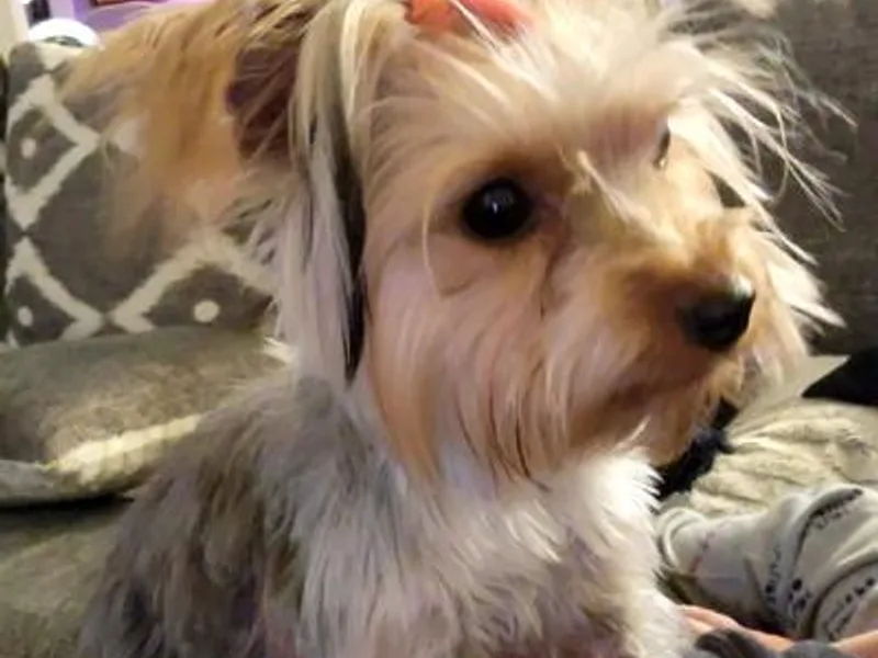 Bee's Yorkie Babies!