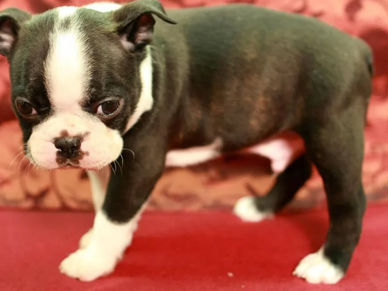 Beech Creek Boston Terriers