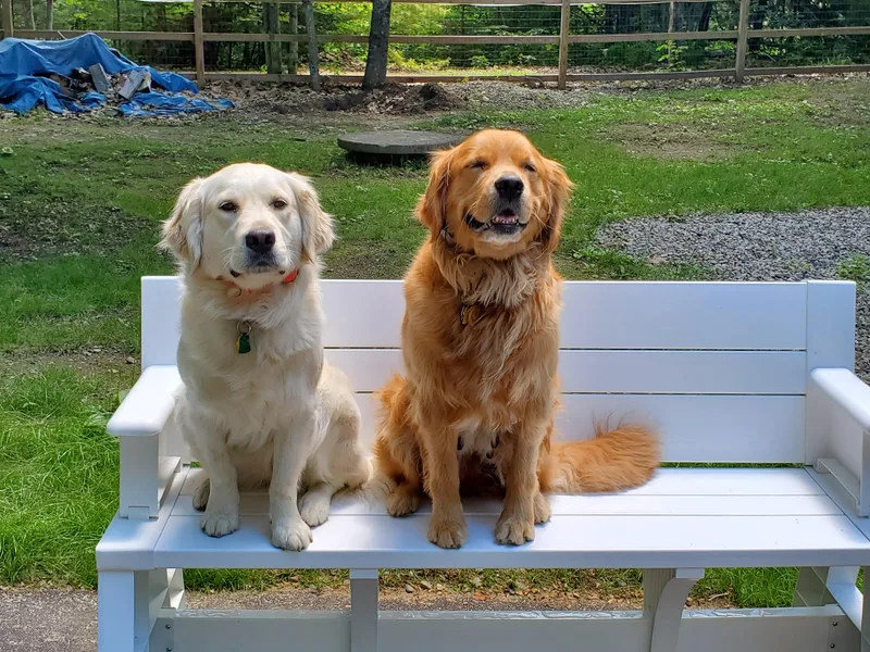 Beech Ridge Goldens
