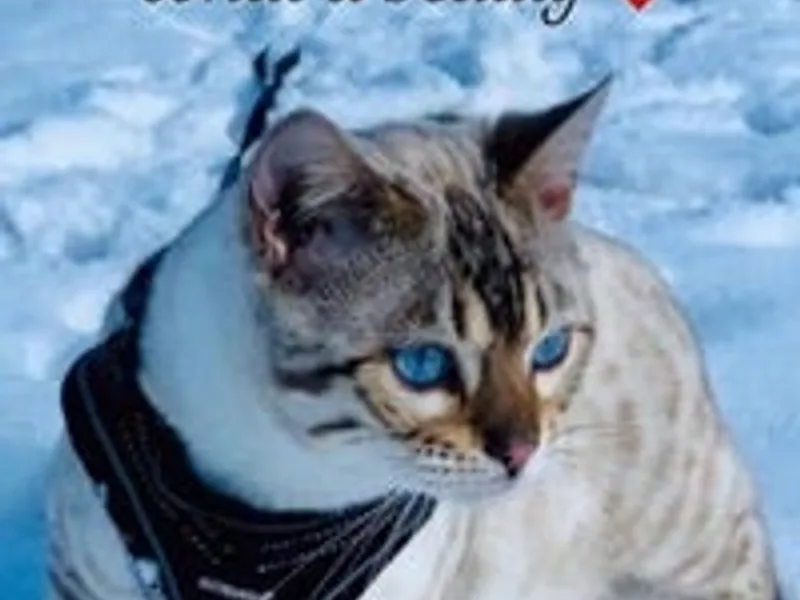 Beechwood Bengals photo 1