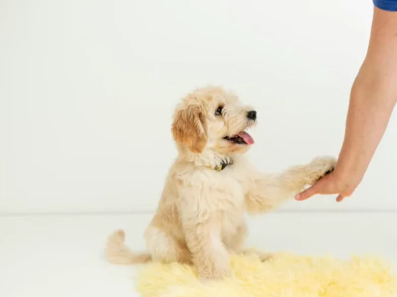 Beechwood Goldendoodles (VA)