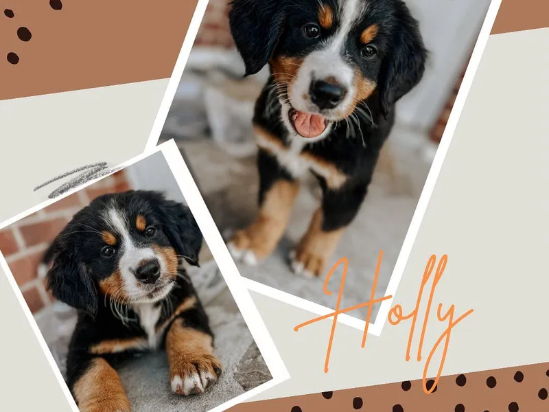 Beesly’s Berner Babes