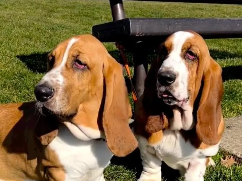 Begginburg Bassets