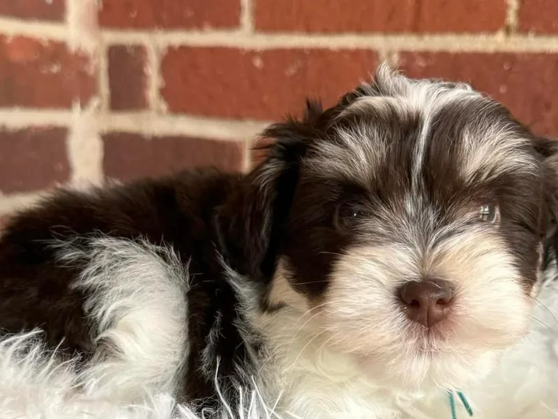 Behind the Beard Schnauzers