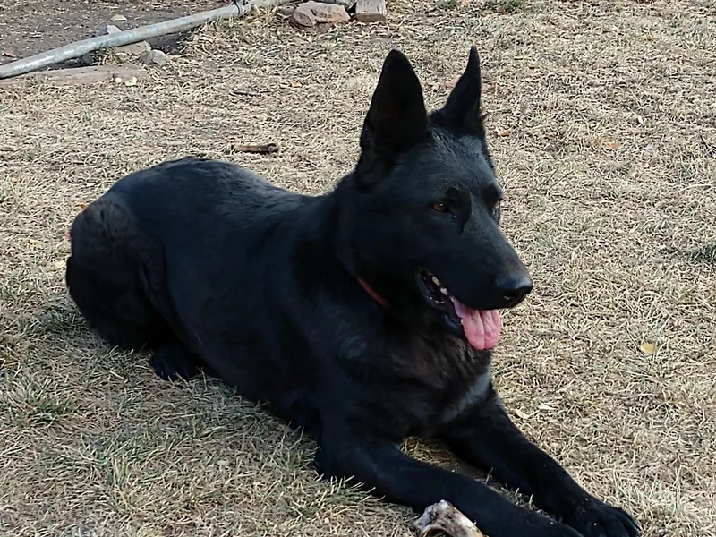 Behuten Haus K-9