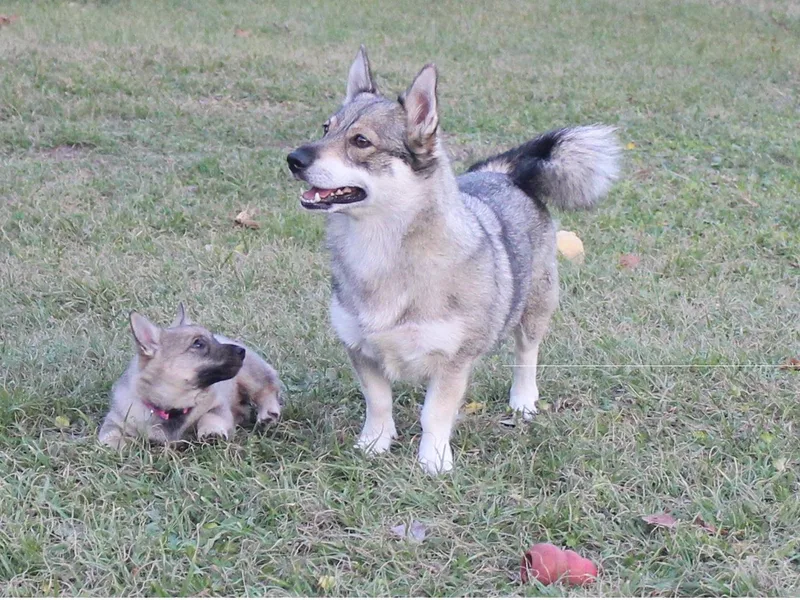 Beidelyn Swedish Vallhunds photo 1