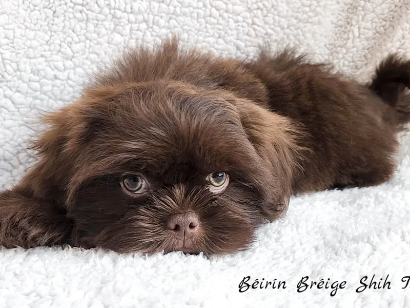Beirin Breige Shih Tzus