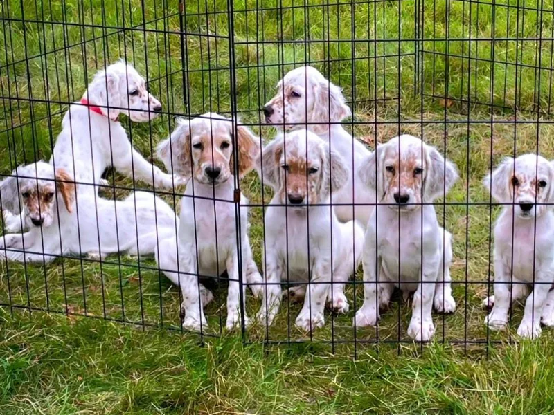 Bel Canto Setters photo 1