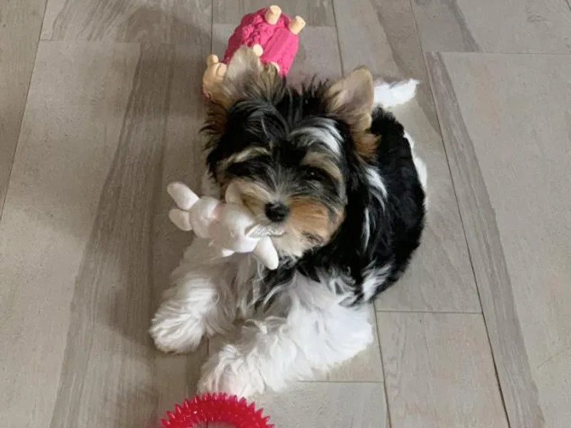 Belamour Toys • Biewer Terriers &amp; Maltese