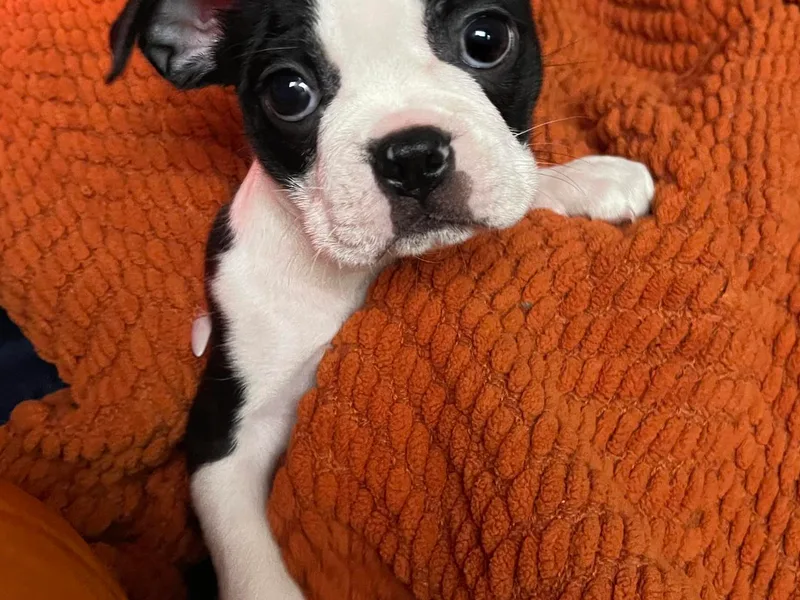 Belen's Boston Terriers