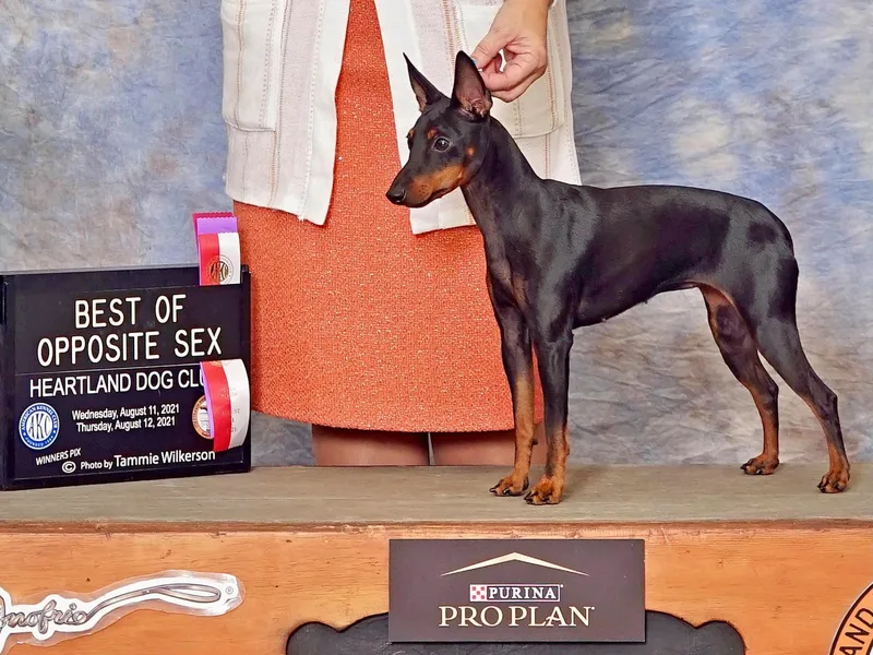 Belev Itornot Manchester Terriers photo 1