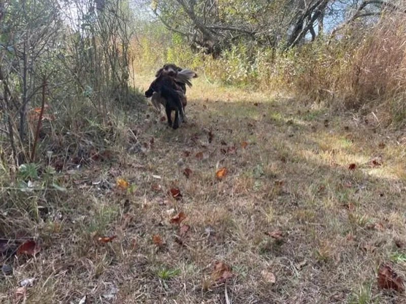 Belews Creek Gundogs photo 1