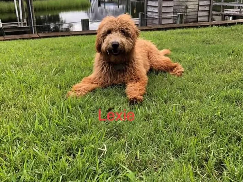 Belews Creek Mini Goldendoodles