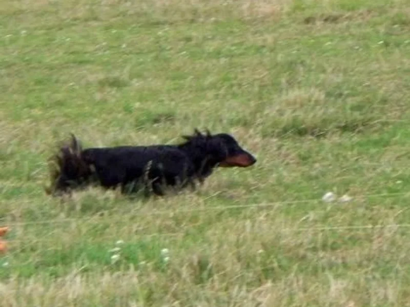 Belgate Dachshunds photo 1