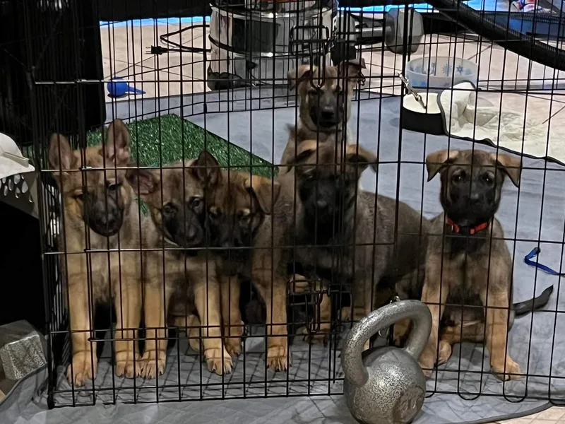 Belgian Herder kennel