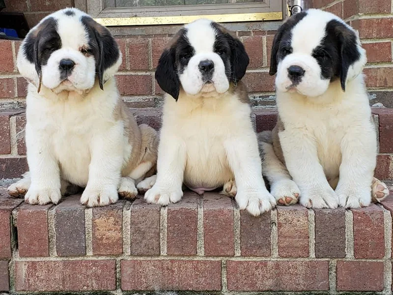 Belhaven Saint Bernards photo 1