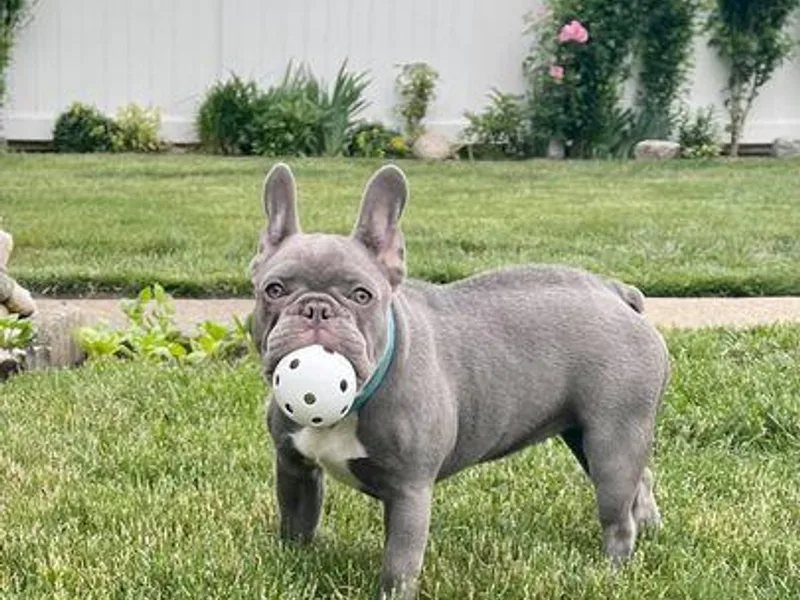 BelievaBULL Frenchies