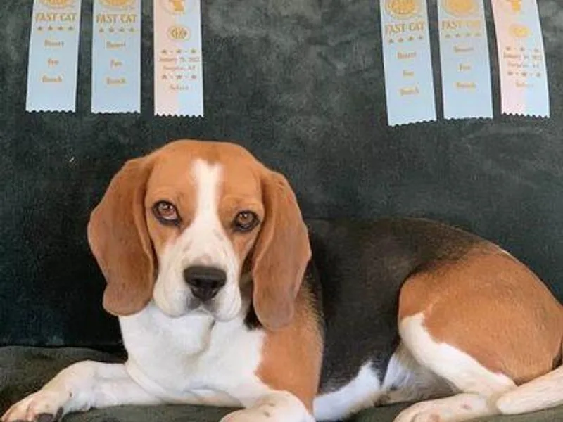 Belinda LeSage's Beagles
