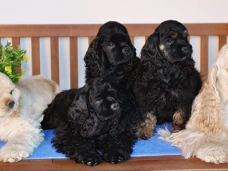 Belive in Dreams Cockers