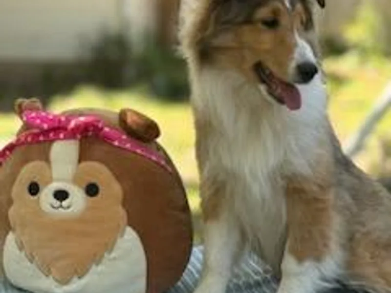 Belknap Shelties