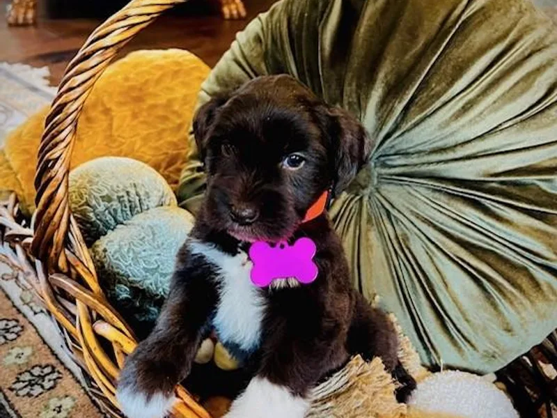 Bell Beards &amp; Brows Min Schnauzers