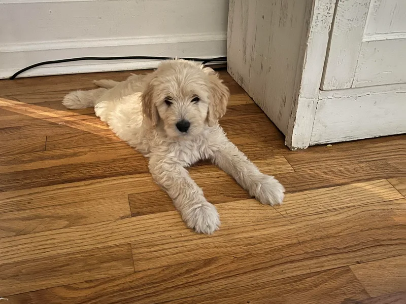 Bell Buckle Kennel Goldendoodles