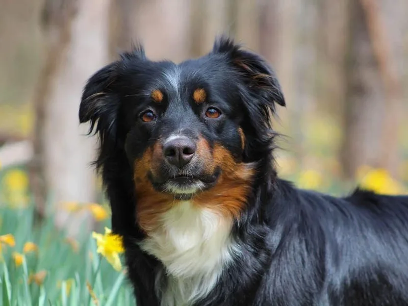 Bell’s Down ‘n Dirty Australian Shepherds