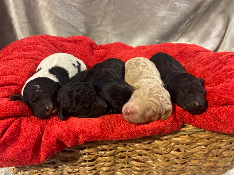 Bell’s Goldendoodles