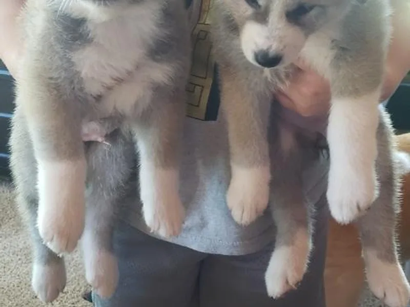 Bella and Beast Pups