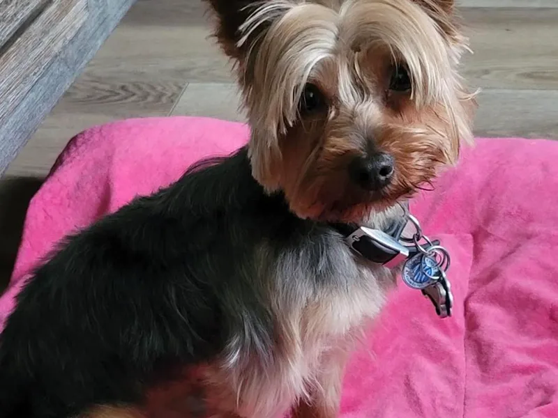 Bella and Bugzy Yorkies