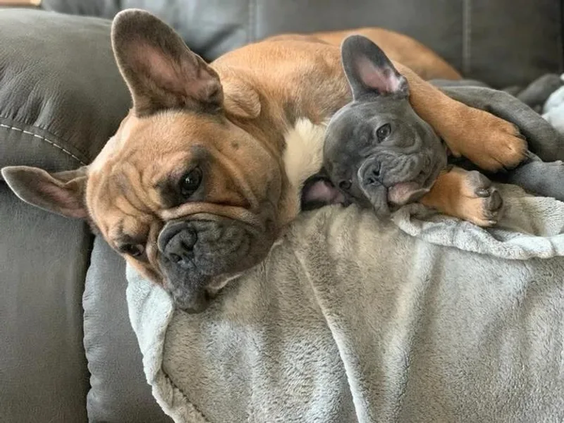Bella Blu's Bullies