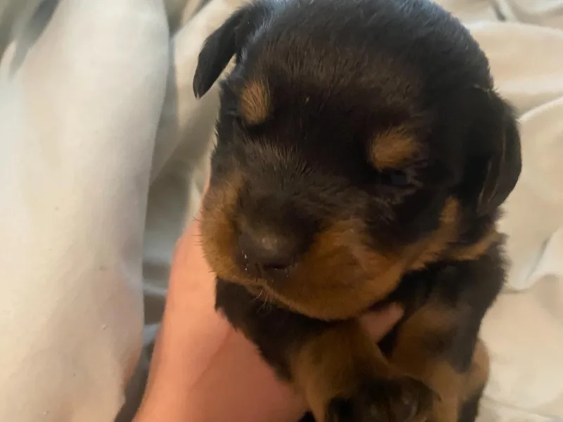 Bella Bowe Champion Import Rottweilers